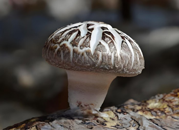 What Is The Main Reason For Shiitake Mushrooms Sticks To Rot?