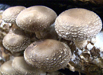 4 issues you need to pay attention to when cultivating shiitake mushrooms