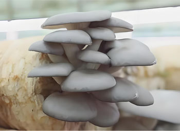 Why Do Oyster Mushroom Yields Drop Over Time?