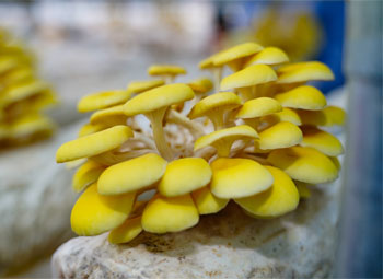 Reasons for Slow Growth of Oyster Mushrooms