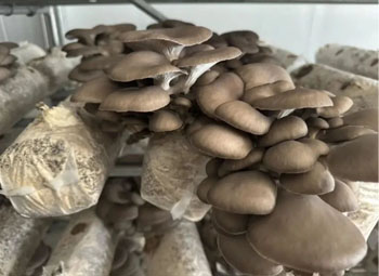 How to Obtain Key Nutrients for Oyster Mushroom？