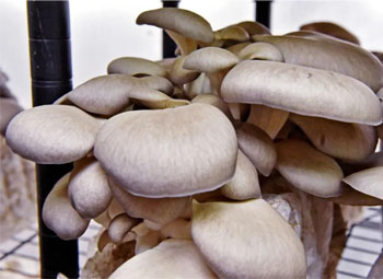 Mushrooms Link Eco-Agricultural Cycle