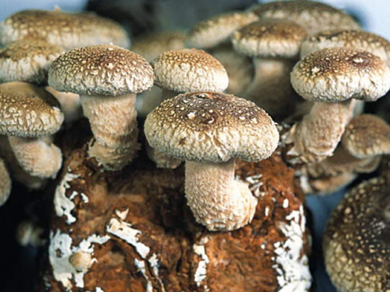 What Is The Suitable PH Range For Common Edible Fungi?