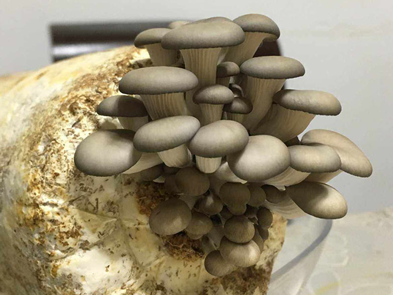 How to Manage Oyster Mushrooms When They Enter The Coral Stage?