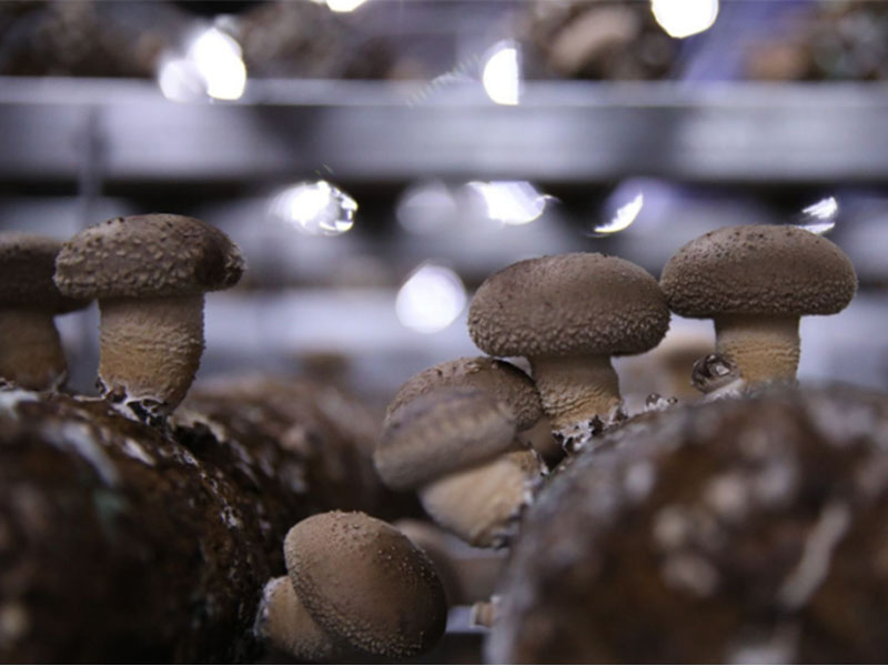 How to Trigger Rapid, Quality Oyster Mushroom Fruiting and Boost Yield?