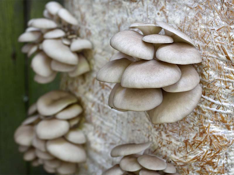 Why Do Oyster Mushrooms Grow Before Mycelium Fills The Bag?