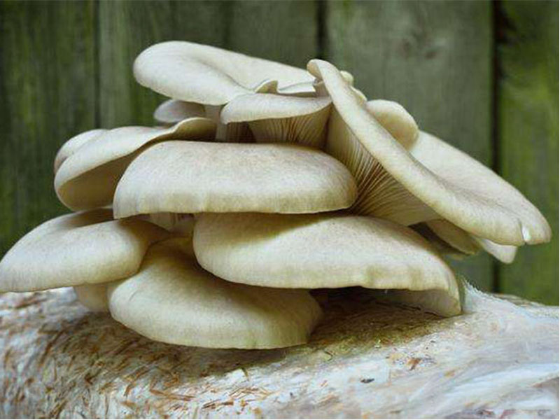 Why Do Oyster Mushrooms Die Soon After They Emerge?