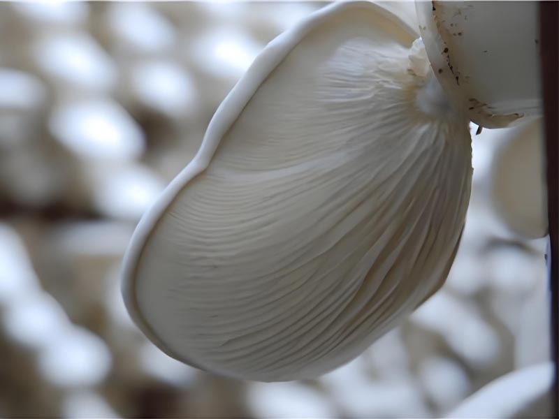 How to Manage The Post-ripening Period of Pleurotus Nebrodensis?