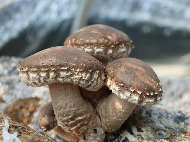 What should I do if the mushroom sticks take out of the bag but fail to fruit?