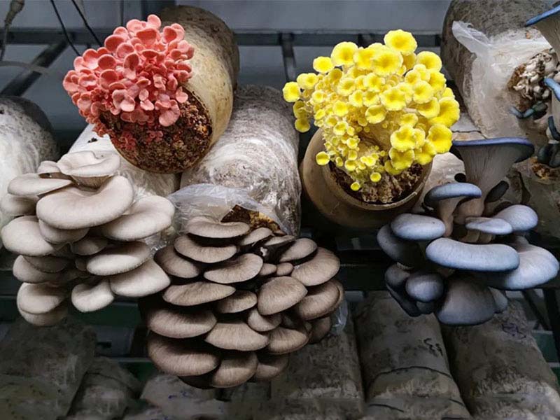 How to ferment high-quality culture materials for oyster mushroom cultivation?